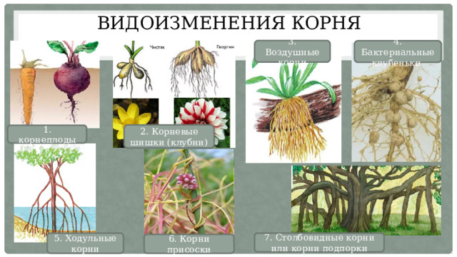 Видоизменения корня 3. Воздушные корни 4. Бактериальные клубеньки 2. Корневые шишки (клубни) 1. корнеплоды 5. Ходульные корни 7. Столбовидные корни или корни подпорки 6. Корни присоски 