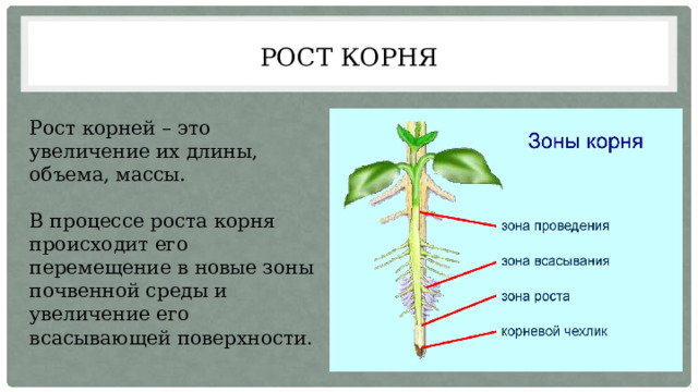 Процессы роста корня