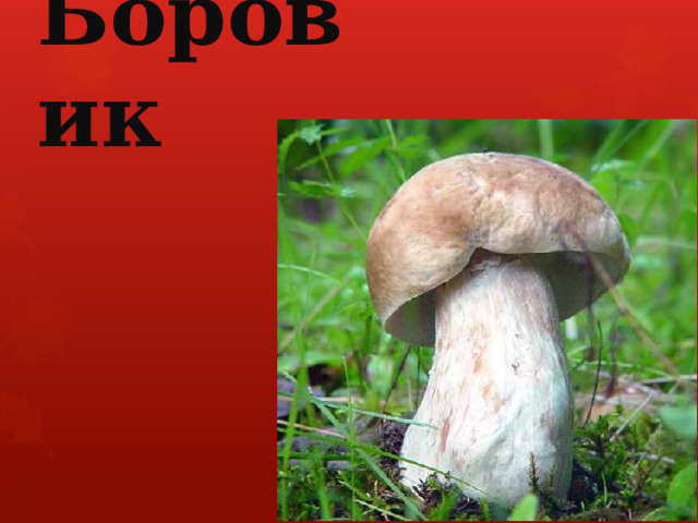Боровик 