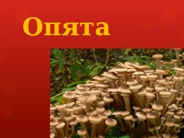 Опята 