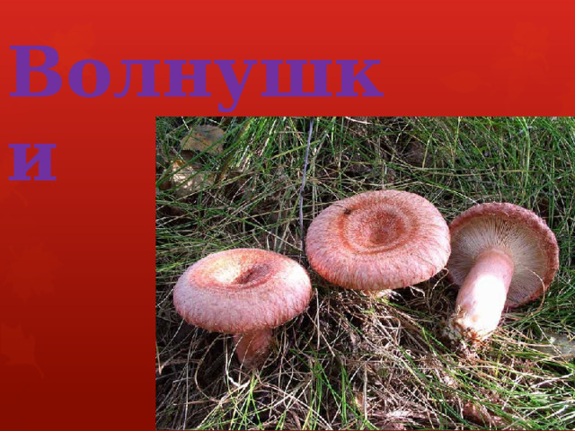  Волнушки 