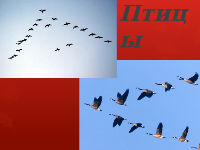 Птицы 