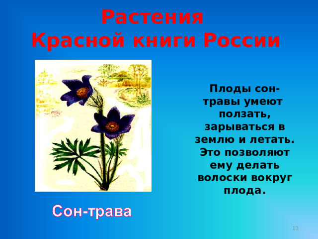 Растения Красной книги России Плоды сон-травы умеют ползать, зарываться в землю и летать. Это позволяют ему делать волоски вокруг плода.  