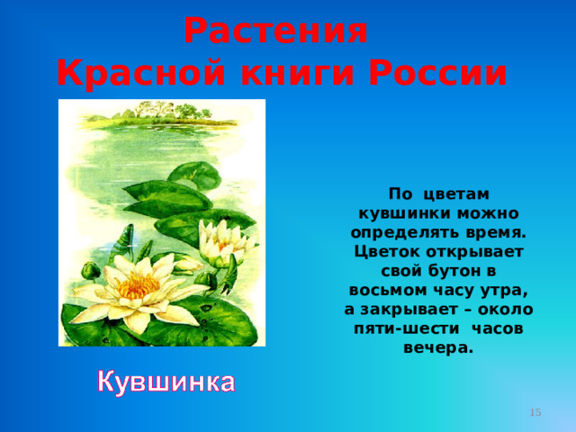 Растения Красной книги России По цветам кувшинки можно определять время. Цветок открывает свой бутон в восьмом часу утра, а закрывает – около пяти-шести часов вечера.  