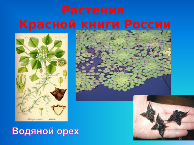 Растения Красной книги России  