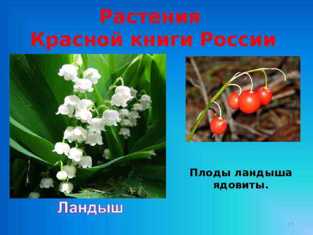 Растения Красной книги России Плоды ландыша ядовиты.  