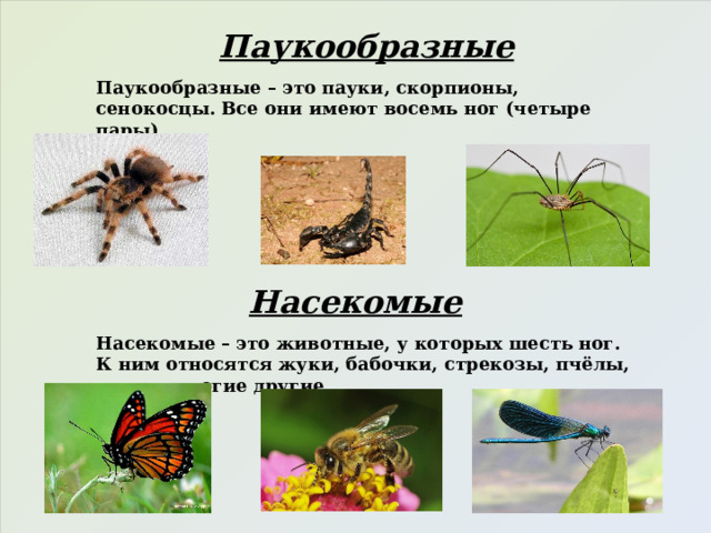 Паукообразные Паукообразные – это пауки, скорпионы, сенокосцы. Все они имеют восемь ног (четыре пары). Насекомые Насекомые – это животные, у которых шесть ног. К ним относятся жуки, бабочки, стрекозы, пчёлы, мухи и многие другие. 