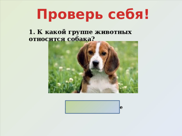 Проверь себя! 1. К какой группе животных относится собака? Домашние животные 