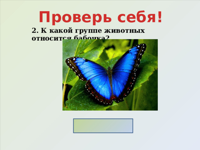 Проверь себя! 2. К какой группе животных относится бабочка? Насекомые 