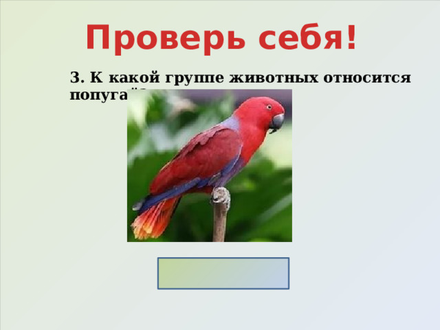 Проверь себя! 3. К какой группе животных относится попугай? Птицы 