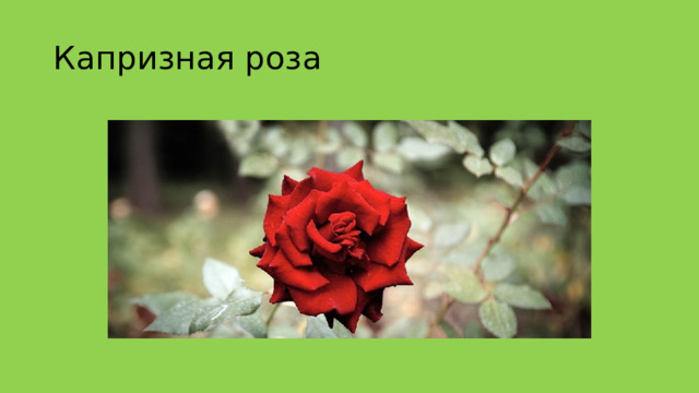 Капризная роза 