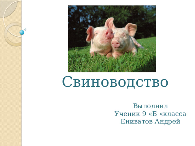 Свиноводство Выполнил Ученик 9 «Б «класса Ениватов Андрей 