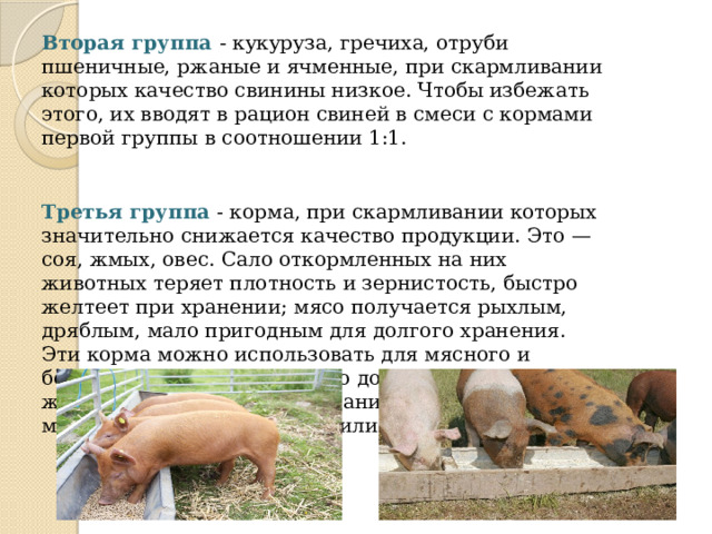 Вторая группа - кукуруза, гречиха, отруби пшеничные, ржаные и ячменные, при скармливании которых качество свинины низкое. Чтобы избежать этого, их вводят в рацион свиней в смеси с кормами первой группы в соотношении 1:1. Третья группа - корма, при скармливании которых значительно снижается качество продукции. Это — соя, жмых, овес. Сало откормленных на них животных теряет плотность и зернистость, быстро желтеет при хранении; мясо получается рыхлым, дряблым, мало пригодным для долгого хранения. Эти корма можно использовать для мясного и беконного откорма только до достижения животным живой массы 60 кг и в сочетании со снятым молоком, сахарной свеклой или люцерной. 