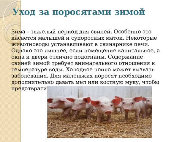 Уход за поросятами зимой   Зима - тяжелый период для свиней. Особенно это касается малышей и супоросных маток. Некоторые животноводы устанавливают в свинарнике печи. Однако это лишнее, если помещение капитальное, а окна и двери отлично подогнаны. Содержание свиней зимой требует внимательного отношения к температуре воды. Холодное поило может вызвать заболевания. Для маленьких поросят необходимо дополнительно давать мел или костную муку, чтобы предотвратить рахит и другие опасные болезни. 