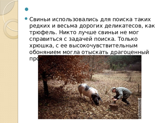 Свиньи использовались для поиска таких редких и весьма дорогих деликатесов, как трюфель. Никто лучше свиньи не мог справиться с задачей поиска. Только хрюшка, с ее высокочувствительным обонянием могла отыскать драгоценный продукт. 