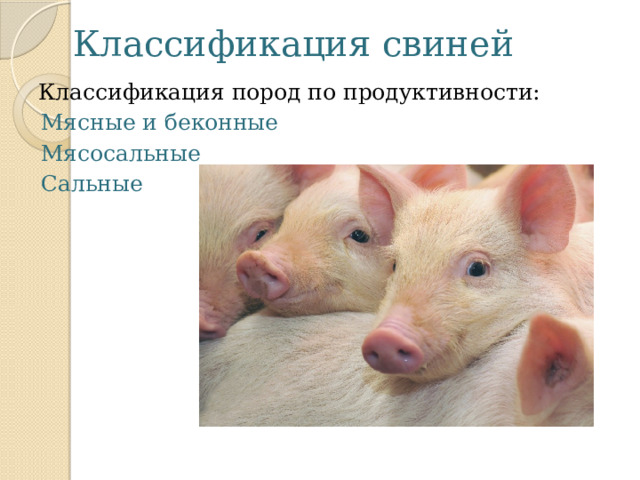 Классификация свиней Классификация пород по продуктивности: Мясные и беконные Мясосальные Сальные 