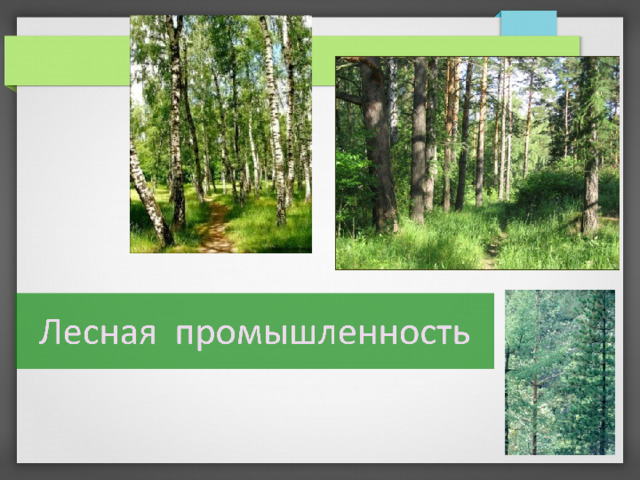 Лесная промышленность 9 класс презентация