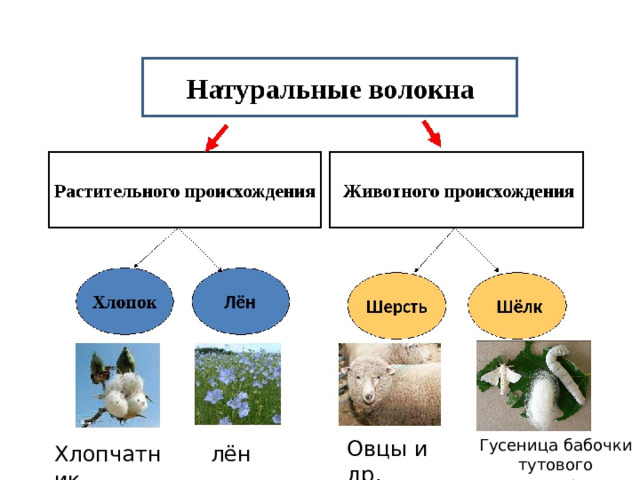 Овцы и др. Гусеница бабочки тутового шелкопряда Хлопчатник лён 