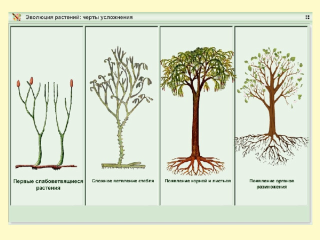 Эволюция растений картинка