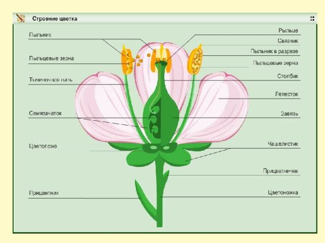 На рисунке подпишите названия частей цветка биология 5 класс