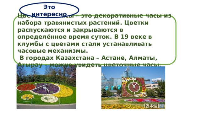 Это интересно Цветочные часы – это декоративные часы из набора травянистых растений. Цветки распускаются и закрываются в определённое время суток. В 19 веке в клумбы с цветами стали устанавливать часовые механизмы.  В городах Казахстана – Астане, Алматы, Атырау – можно увидеть цветочные часы. 
