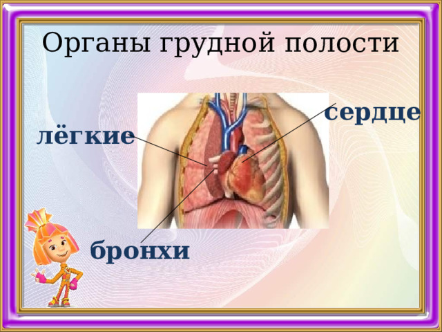 Схема органы грудной полости