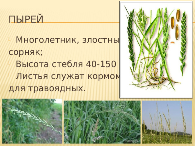 ПЫРЕЙ Многолетник, злостный сорняк; Высота стебля 40-150 см; Листья служат кормом для травоядных. 