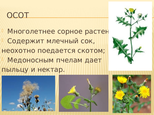 ОСОТ Многолетнее сорное растение; Содержит млечный сок, неохотно поедается скотом; Медоносным пчелам дает пыльцу и нектар. 