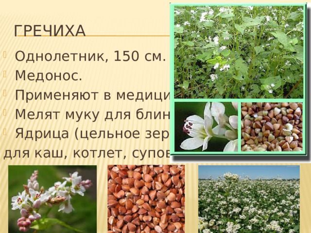 ГРЕЧИХА Однолетник, 150 см. Медонос. Применяют в медицине Мелят муку для блинов Ядрица (цельное зерно) для каш, котлет, супов. 