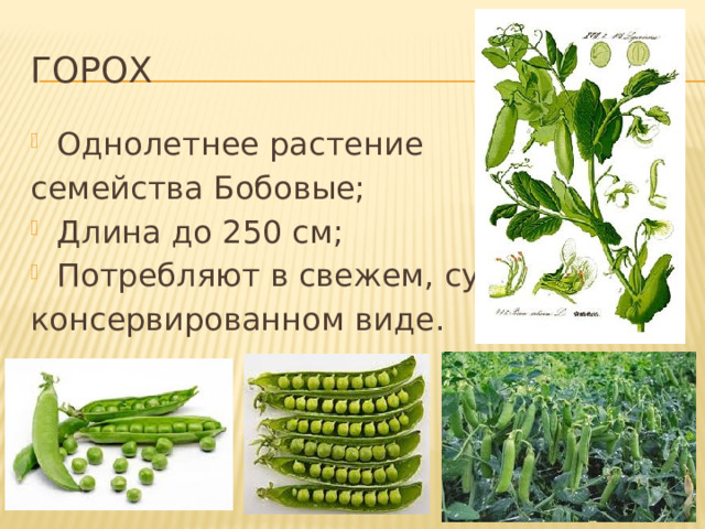 горох Однолетнее растение семейства Бобовые; Длина до 250 см; Потребляют в свежем, сухом, консервированном виде. 