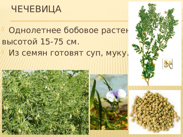 чечевица Однолетнее бобовое растение, высотой 15-75 см. Из семян готовят суп, муку. 