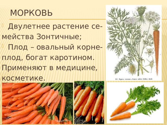 МОРКОВЬ Двулетнее растение се- мейства Зонтичные; Плод – овальный корне- плод, богат каротином. Применяют в медицине, косметике. 