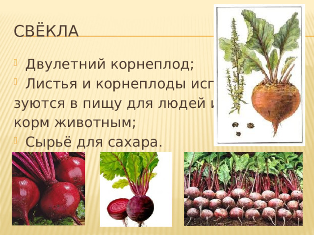 СВЁКЛА Двулетний корнеплод; Листья и корнеплоды исполь- зуются в пищу для людей и корм животным; Сырьё для сахара. 