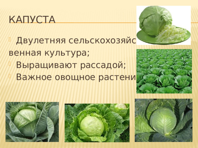 КАПУСТА Двулетняя сельскохозяйст- венная культура; Выращивают рассадой; Важное овощное растение; 