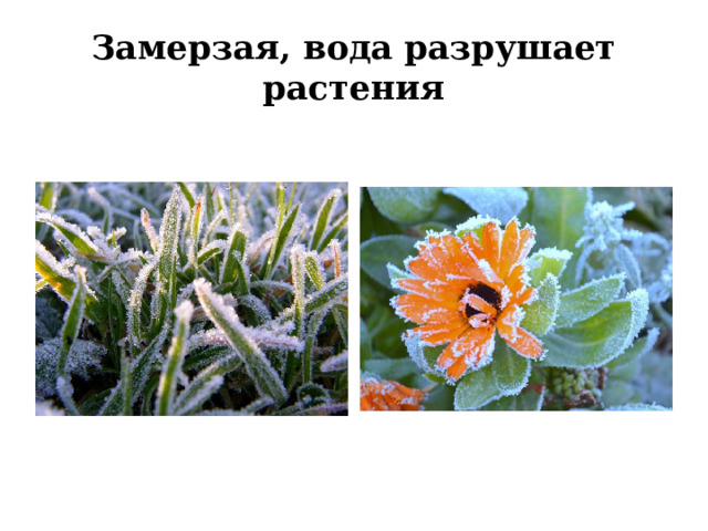 Замерзая, вода разрушает растения 