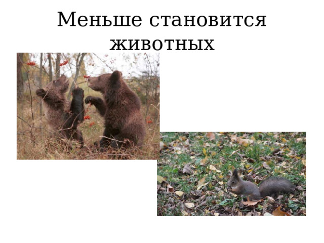 Меньше становится животных 