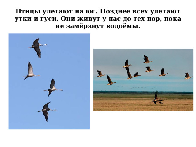 Птицы улетают на юг. Позднее всех улетают утки и гуси. Они живут у нас до тех пор, пока не замёрзнут водоёмы. 