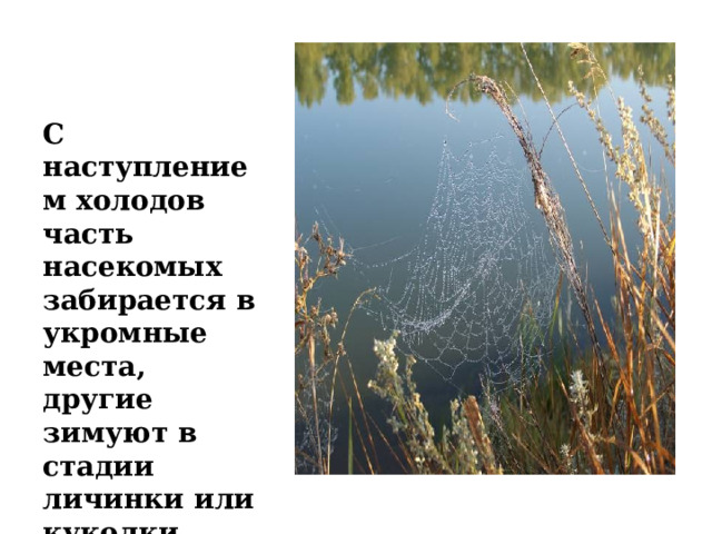 С наступлением холодов часть насекомых забирается в укромные места, другие зимуют в стадии личинки или куколки. 