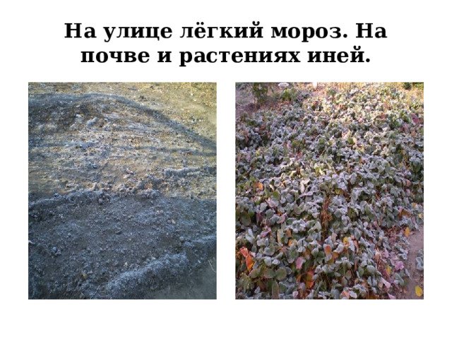 На улице лёгкий мороз. На почве и растениях иней. 