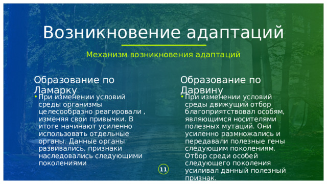 Возникновение адаптаций Механизм возникновения адаптаций Образование по Ламарку Образование по Дарвину При изменении условий среды организмы целесообразно реагировали , изменяя свои привычки. В итоге начинают усиленно использовать отдельные органы. Данные органы развивались, признаки наследовались следующими поколениями При изменении условий среды движущий отбор благоприятствовал особям, являющимся носителями полезных мутаций. Они усиленно размножались и передавали полезные гены следующим поколениям. Отбор среди особей следующего поколения усиливал данный полезный признак. 1 1 