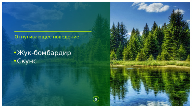 Отпугивающее поведение Жук-бомбардир Скунс 1 