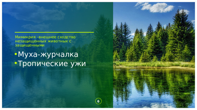 Мимикрия –внешнее сходство незащищенных животных с защищенными Муха-журчалка Тропические ужи 1 