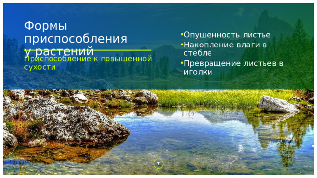 Формы приспособления  у растений Опушенность листье Накопление влаги в стебле Превращение листьев в иголки Приспособление к повышенной сухости 1 1 