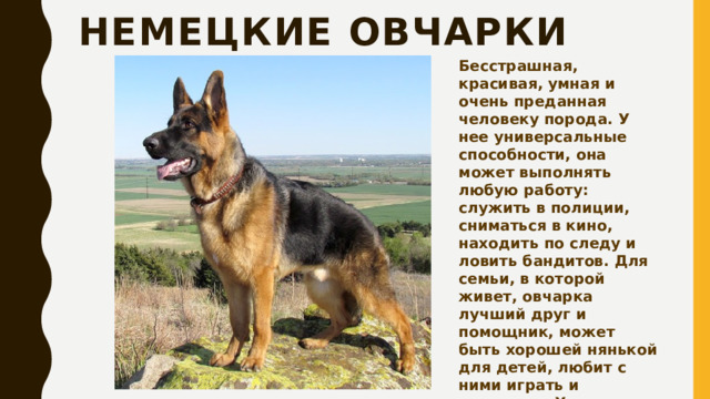 Немецкие овчарки Бесстрашная, красивая, умная и очень преданная человеку порода. У нее универсальные способности, она может выполнять любую работу: служить в полиции, сниматься в кино, находить по следу и ловить бандитов. Для семьи, в которой живет, овчарка лучший друг и помощник, может быть хорошей нянькой для детей, любит с ними играть и резвиться. Хорошо поддается дрессировке, послушный и ласковый питомец. 