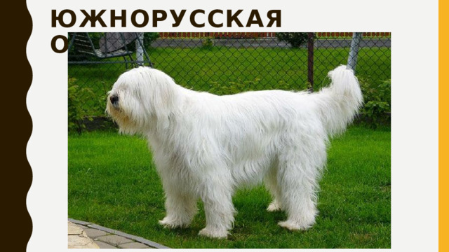 Южнорусская  овчарка 