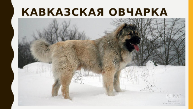Кавказская овчарка 