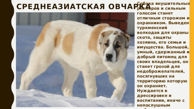 Собака внушительных размеров и сильным голосом станет отличным сторожем и охранником. Выведен туркменский волкодав для охраны скота, защиты хозяина, его семьи и имущества. Большой, умный, сдержанный и добрый питомец для своих владельцев, он станет грозой для недоброжелателей, посягнувших на территорию которую он охраняет. Нуждается в дрессировке и воспитании, иначе с непослушным любимцем таких размеров вы не справитесь. Среднеазиатская овчарка 