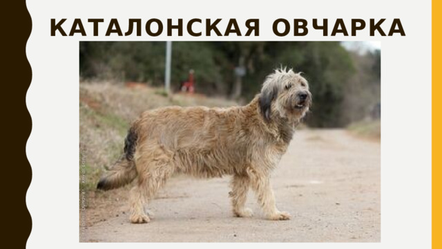 Каталонская овчарка 