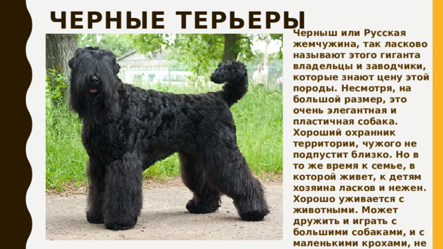 Черные терьеры Черныш или Русская жемчужина, так ласково называют этого гиганта владельцы и заводчики, которые знают цену этой породы. Несмотря, на большой размер, это очень элегантная и пластичная собака. Хороший охранник территории, чужого не подпустит близко. Но в то же время к семье, в которой живет, к детям хозяина ласков и нежен. Хорошо уживается с животными. Может дружить и играть с большими собаками, и с маленькими крохами, не причинив им вреда. 