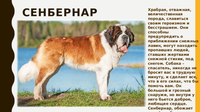 сенбернар Храбрая, отважная, величественная порода, славиться своим героизмом и бесстрашием. Они способны предупредить о приближении снежных лавин, могут находить пропавших людей, ставших жертвами снежной стихии, под снегом. Собака – спасатель, никогда не бросит вас в трудную минуту, и сделает все, что в его силах, что бы помочь вам. Он большой и грозный снаружи, но внутри у него бьется доброе, любящее сердце. Сенбернар, обожает детей, любит с ними играть и резвиться. 